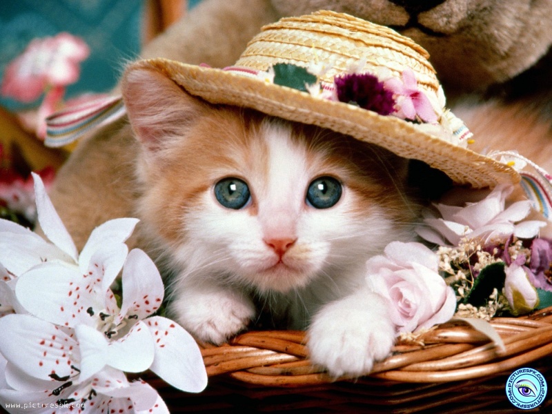 یک گربه زیبا برای فروش